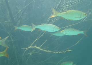  La fauna de Chamagnieu 